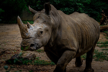 Naklejka premium Rhino at the zoo