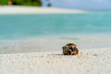 Shell on the beach