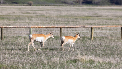 Antelope on a green grass field during sunny day. Grand Teton National Park, Wyoming, United States of America.