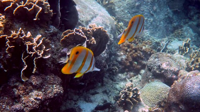 Pair of copperband butterflyfish or chelmon rostratus fish with long nose in sea. Marine life. Beautiful colorful yellow striped fish swimming among tropical corals. Sea wildlife. Underwater video.