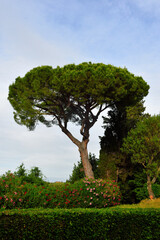 Fototapeta premium tree on the hills of Peccioli tuscany Italy