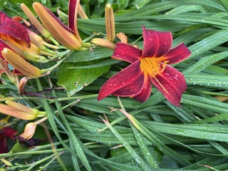 Orange flower in the city flower bed. Orange flower and green background