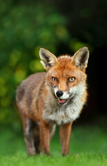 Close up of a Red fox (Vulpes vulpes) standing in grass