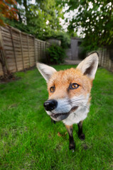 Portrait of a red fox (Vulpes vulpes) standing on green grass in a garden