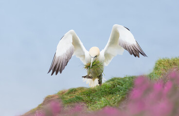 Close up of a Northern gannet with a beak full of nesting material taking off