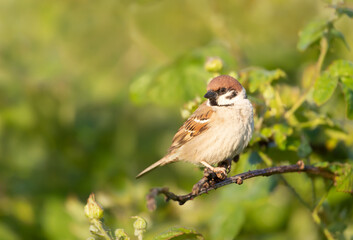Eurasian tree sparrow perched on a shrub branch