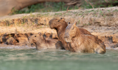 Group of Capybaras in water on a river bank