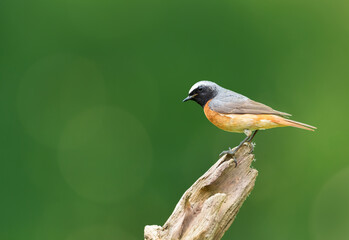 Common Redstart perched on a tree trunk