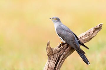 Common Cuckoo perched on a tree branch