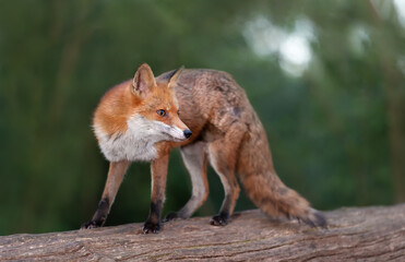 Fototapeta premium Close up of a Red fox on a tree in a forest