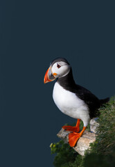 Atlantic puffin perched on a cliff edge by the North sea against blue background