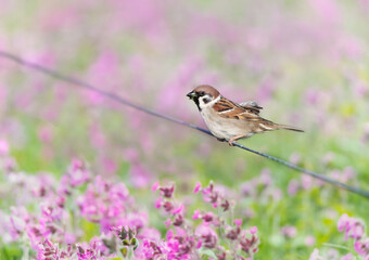 Eurasian tree sparrow against pink campion flowers