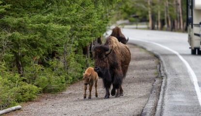 Bison with Calf walking by the road in American Landscape. Yellowstone National Park. United States. Nature Background.
