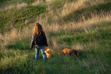 a little girl with curly hair and with a teddy bear in her hands has fun and actively spends time on a walk with her pet, four-legged friend red big dog at sunset