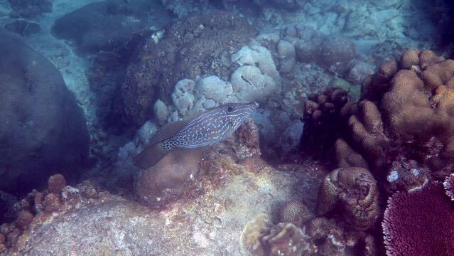 Underwater video of pair of scrawled filefish or aluterus scriptus in Gulf of Thailand. Close up of beautiful tropical fish swimming among reef. Wild nature, sea life. Scuba diving or snorkeling.