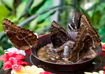 butterflies on a flower