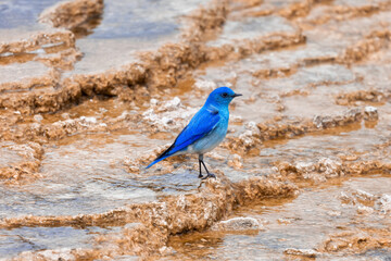 Small Colorful Bird at Hot Spring Landscape with unique ground formation. Mammoth Hot Springs, Yellowstone National Park, Wyoming, United States.
