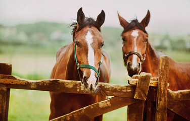 Two beautiful bay horses stand behind the wooden fence of the paddock against the background of a green field on a summer day. Livestock and agriculture. Horse care.