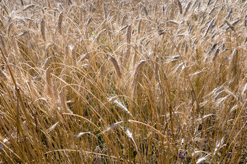 golden wheat field