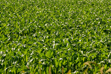Fototapeta premium corn field whose scientific name is zea mays waiting for the ears to grow for harvesting