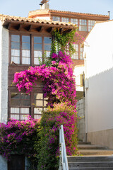 Fototapeta na wymiar house covered and decorated with pink petunias on a summer day