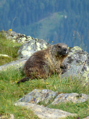 Marmot at Stubai high-altitude hiking trail, lap 8 in Tyrol, Austria