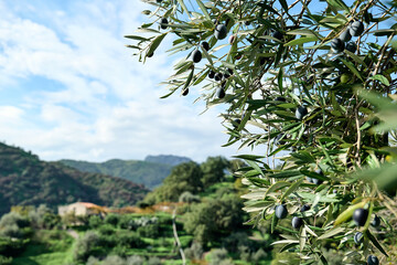 Olive branch with ripe fresh purple olives ready for harvest growing in mediterranean olive grove...