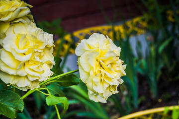 Yellow rose bush in the garden