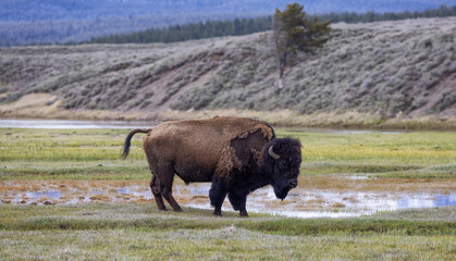 Bison eating grass in American Landscape. Yellowstone National Park. United States. Nature Background.