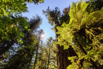 Lush Green Rain Forest in Pacific Northwest. MacMillan Provincial Park, Vancouver Island, BC, Canada. Nature Background