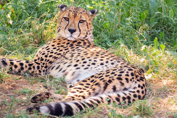 Wild Cheetah lying on the meadow. High quality photography.