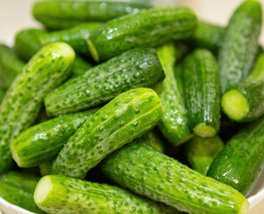 Small, beautiful organic cucumbers are washed and lying in a deep dish waiting to be canned