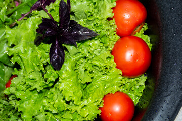 Curly, green, fragrant lettuce leaves, purple basil and red tomato for proper nutrition and human health...