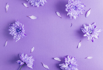 Floral pattern with purple chrysanthemum flowers on lilac trendy background.