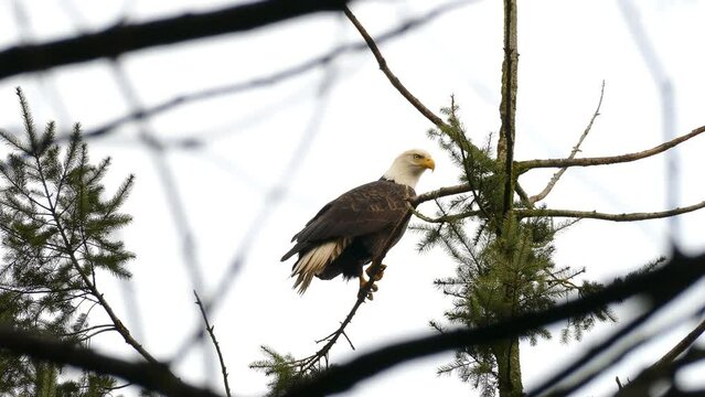 Low-angle of a baby bald eagle perched on a branch and a crow frightening it