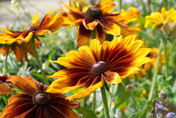 Yellow flower summer