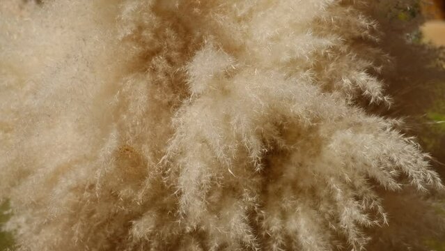 Dry sedge grass in the wind. Pastel neutral colors. Earth tones. Abstract natural background. Natural Beige. Pampas grass, seeds. Neutral colors. Selective focus. Trend concept.	
