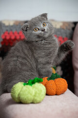 The cat sits near two pumpkins, raised its foot uphill