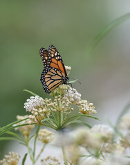 monarch