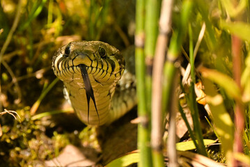 grass snake