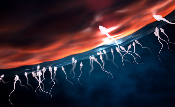 Many sperm cells, slightly transparent, scientifically correct moving forward towards zygote on blue background - 3d illustration