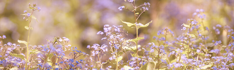 Brunnera macrophylla,  Siberian bugloss, great forget-me-not flower close up