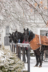 Three Amish horse and buggies parked at a hitching rail near a general store the snow | Winesburg, Ohio