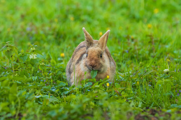 Oryctolagus - Rabbit runs wild in the garden in green grass.