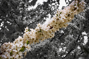 Spring, cherry blossoms, white flowers. One twig in focus, with cherry blossoms in grayscale, bokeh...