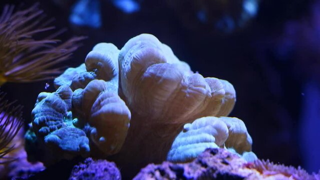 trumpet coral heads, frag in strong circular current of nano reef marine aquarium, popular demanding species pet in beautiful live rock macro ecosystem, LED actinic blue light, light and shadow play