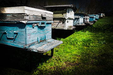 Fototapeta na wymiar Hives with bees stand in a row in the garden. Beekeeping, apiary, bees make honey, beekeeping, life in the village. Rural landscape, nature outside the city. 