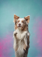 funny dog on a colored background. Happy border collie in the studio. pet portrait