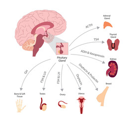 Pituitary gland illustration and each hormone excitation in human body and each organ. - obrazy, fototapety, plakaty