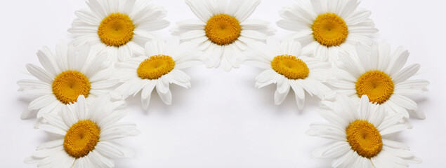 Fototapeta premium White camomile flower on light horizontal background.